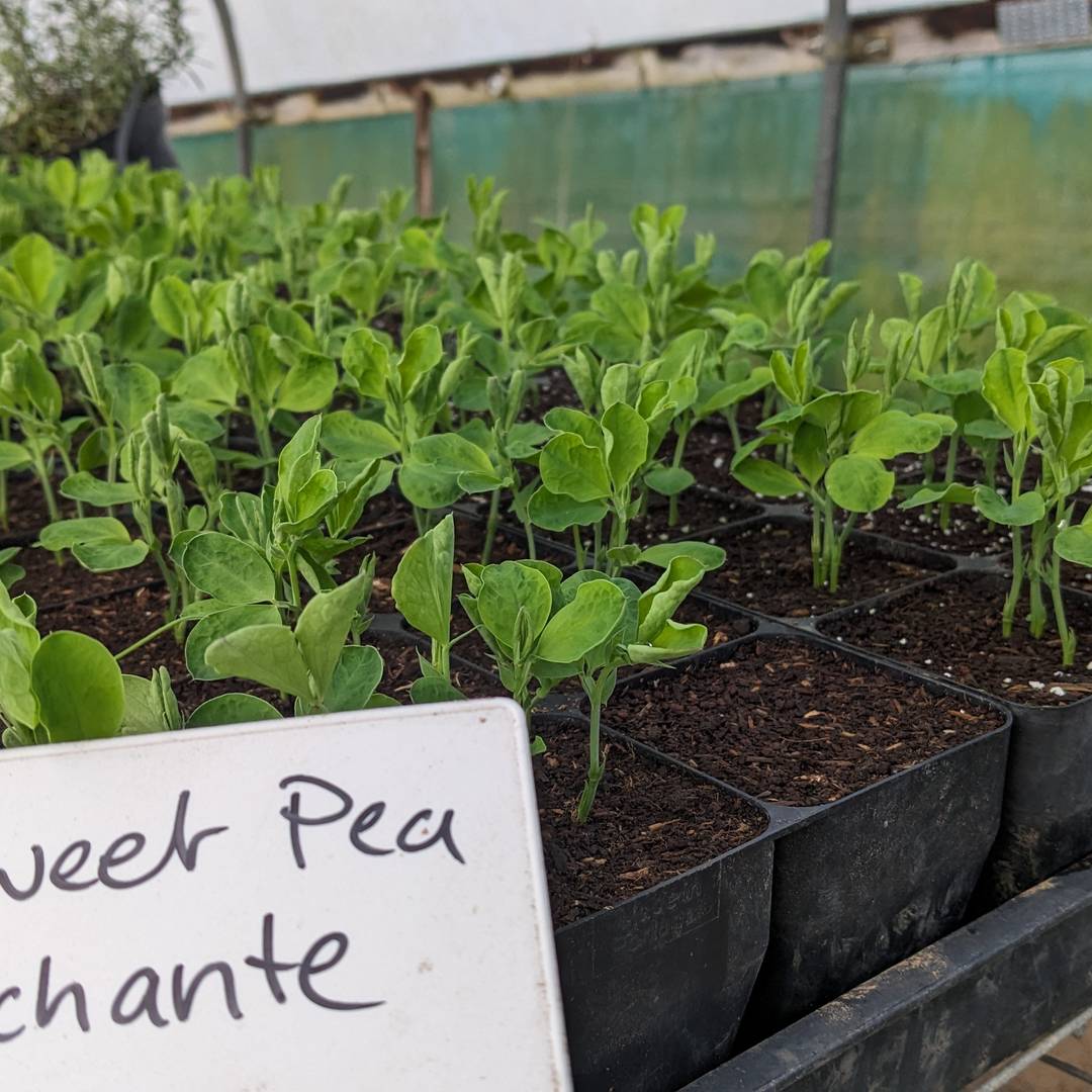 thumbnail placeholder