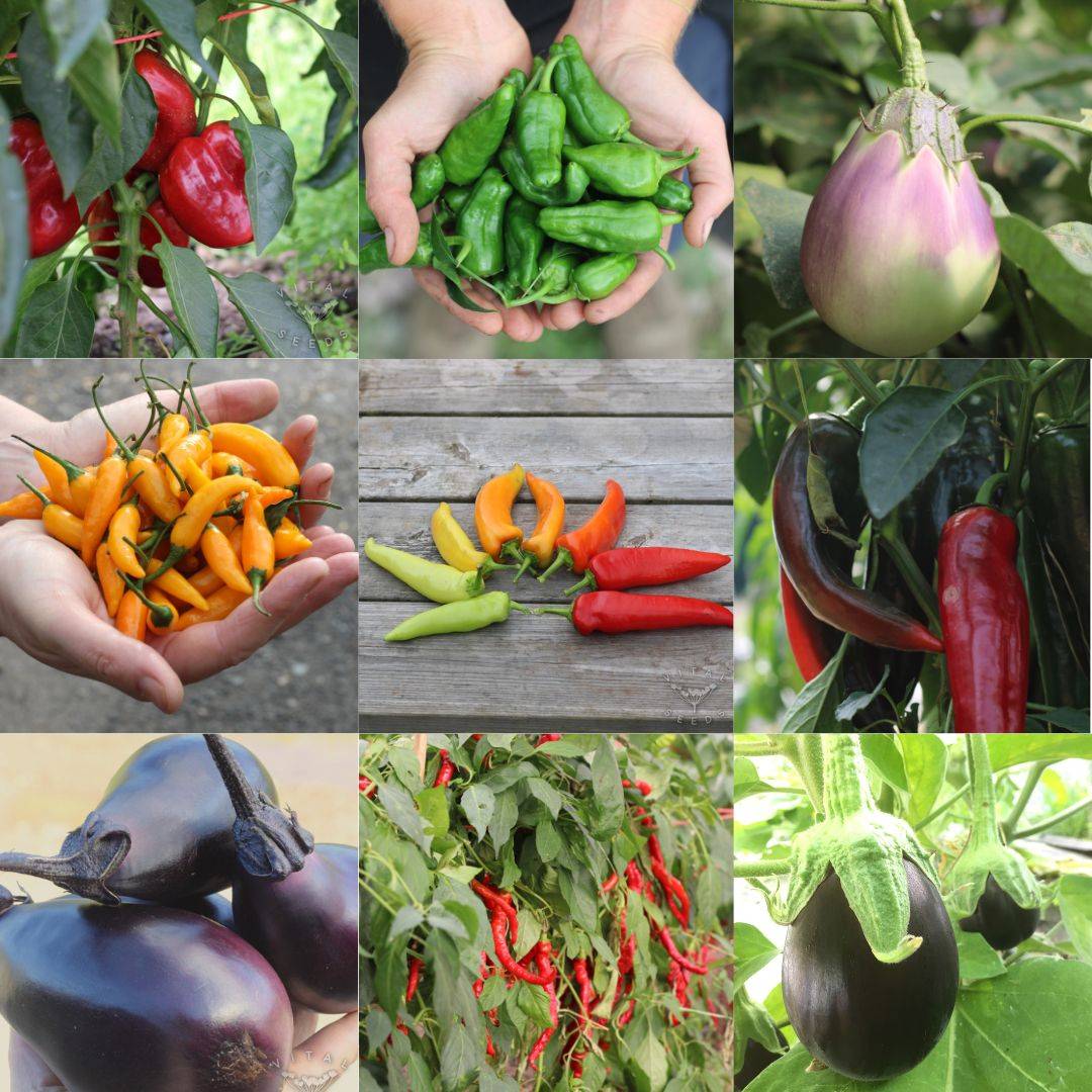 thumbnail placeholder