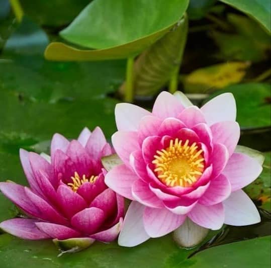 Two pink water lilies bloom among green lily pads.