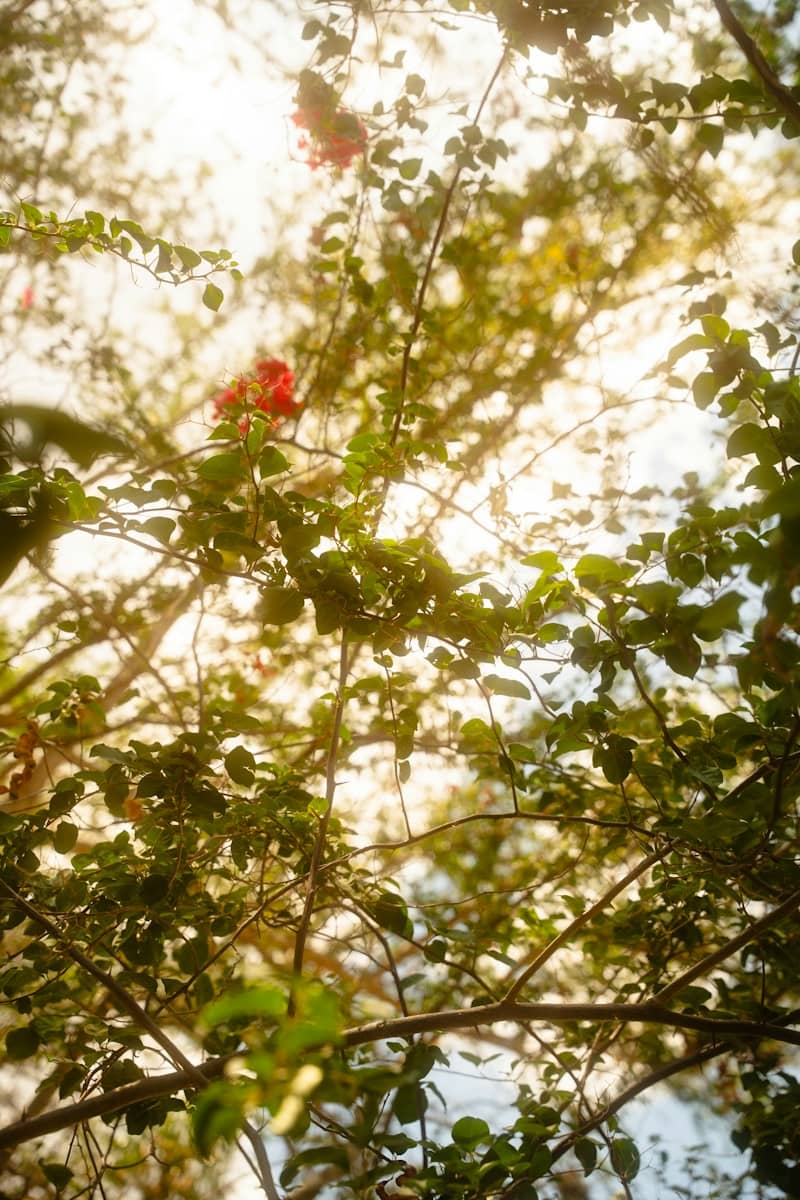 Green leaves and red flowers against a bright, sunlit sky.