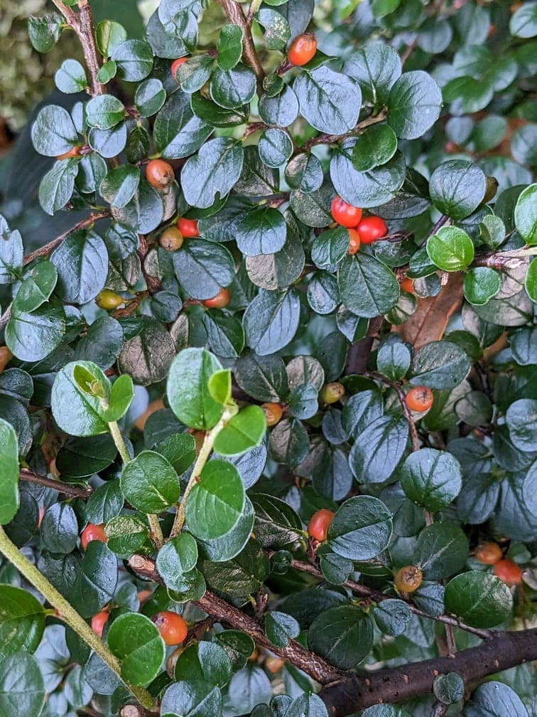 A photo showing a branch with a ripened fruit hanging close to a smaller one in development. This image symbolizes the progression of resilience, growth, and development
