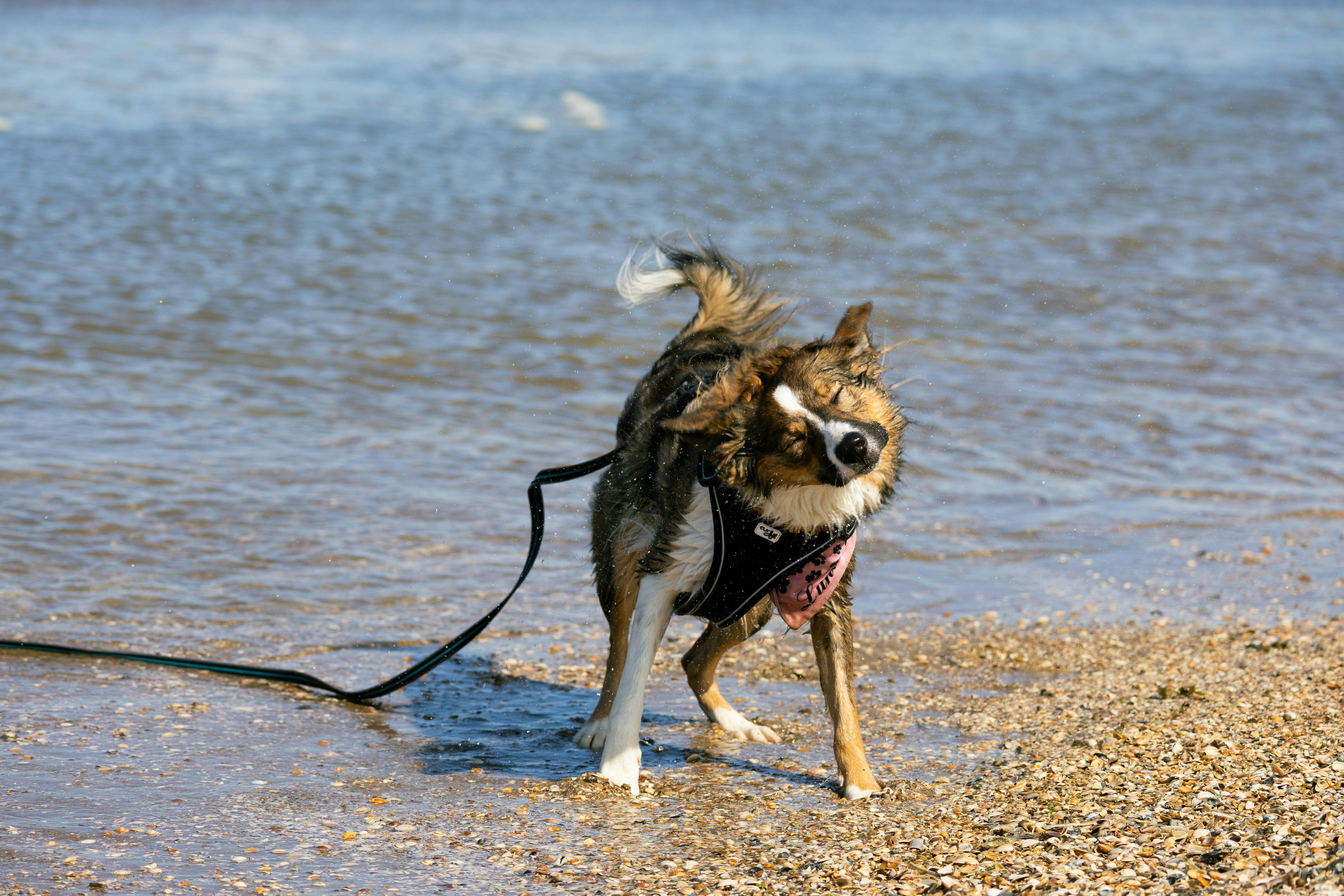 dog shaking water off while standing on sand