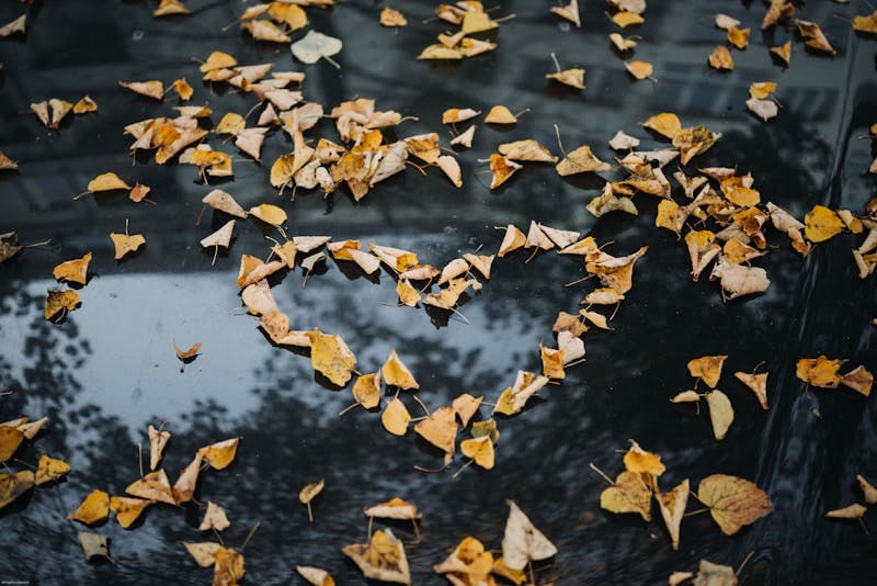 Leaves forming a heart in water