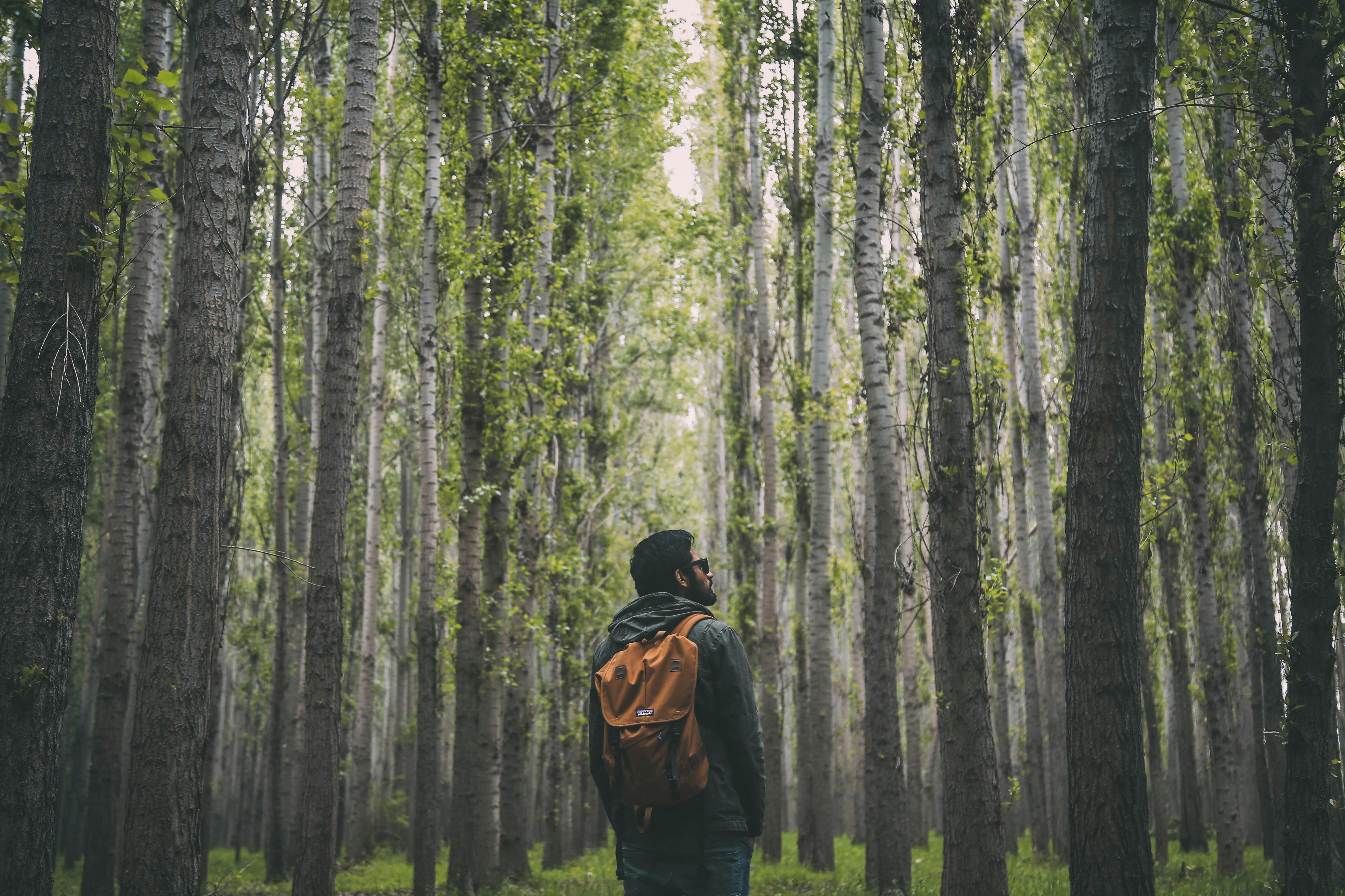 A man walking through a forest