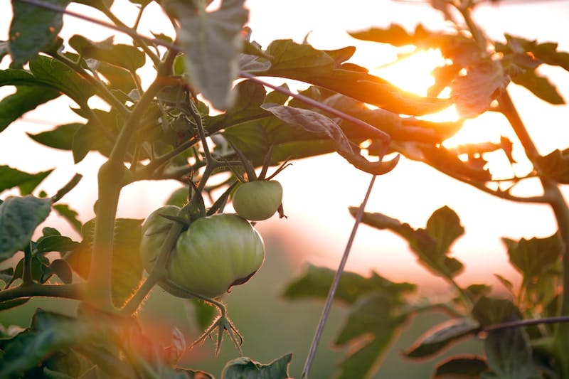 Tomatoes growing on a vine with the sun in the background