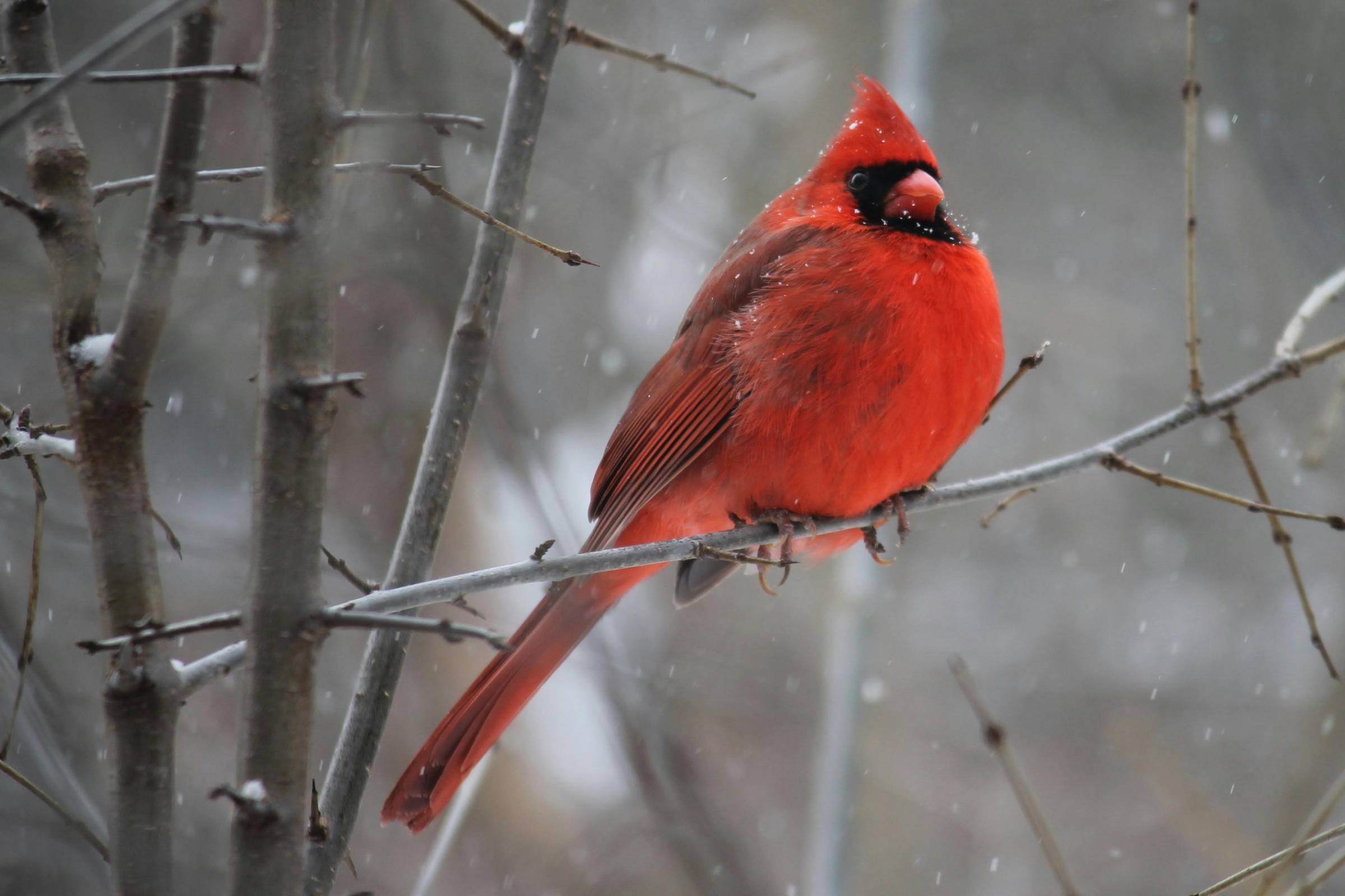 A cardinal sitting on a branch in winter