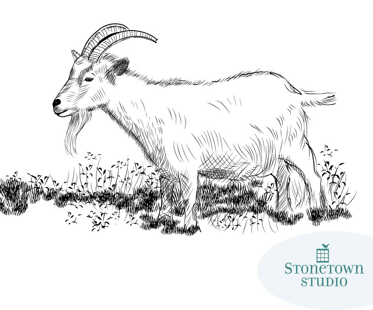 A monochromatic line drawing of a goat in the field.