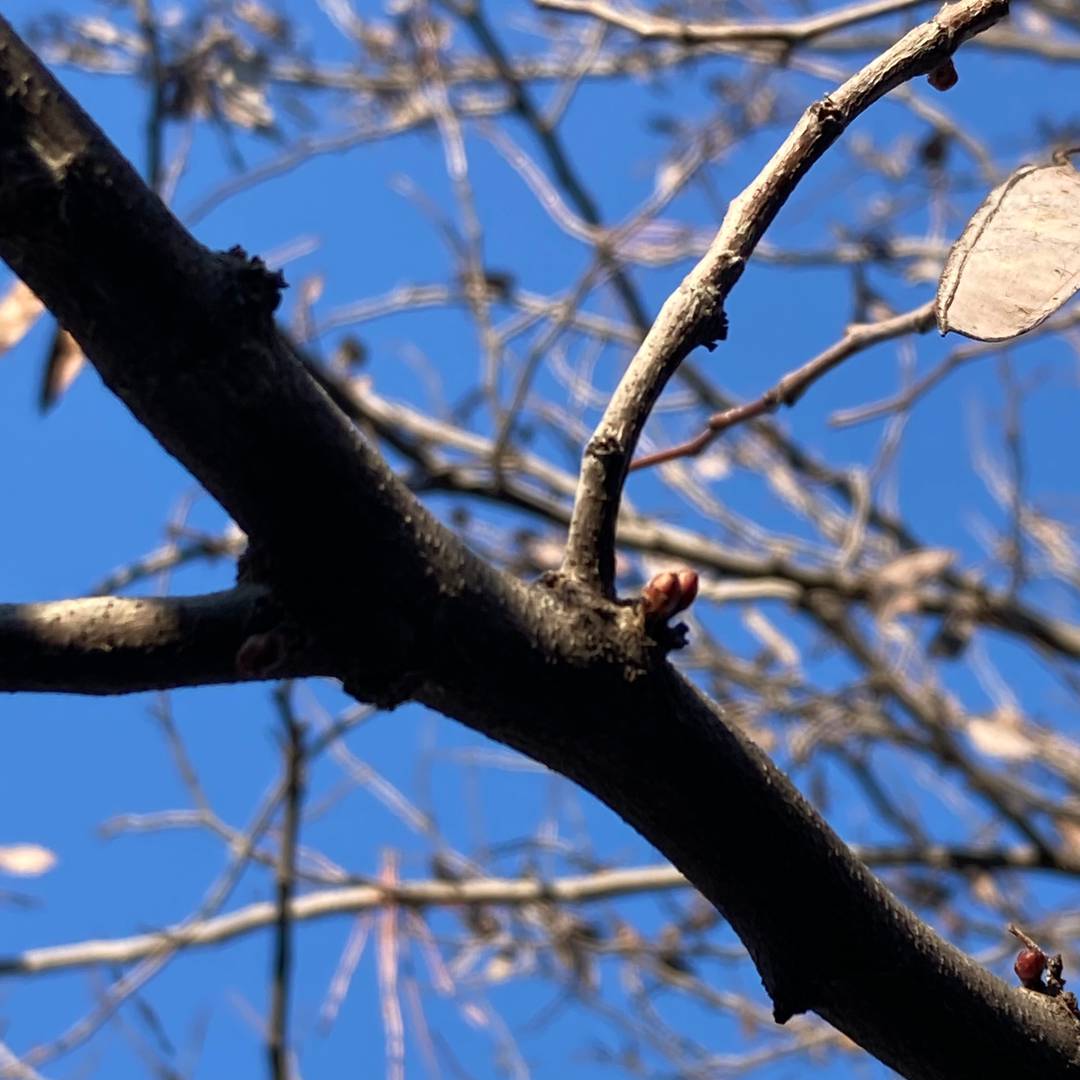 redbud tree branches in January closeup