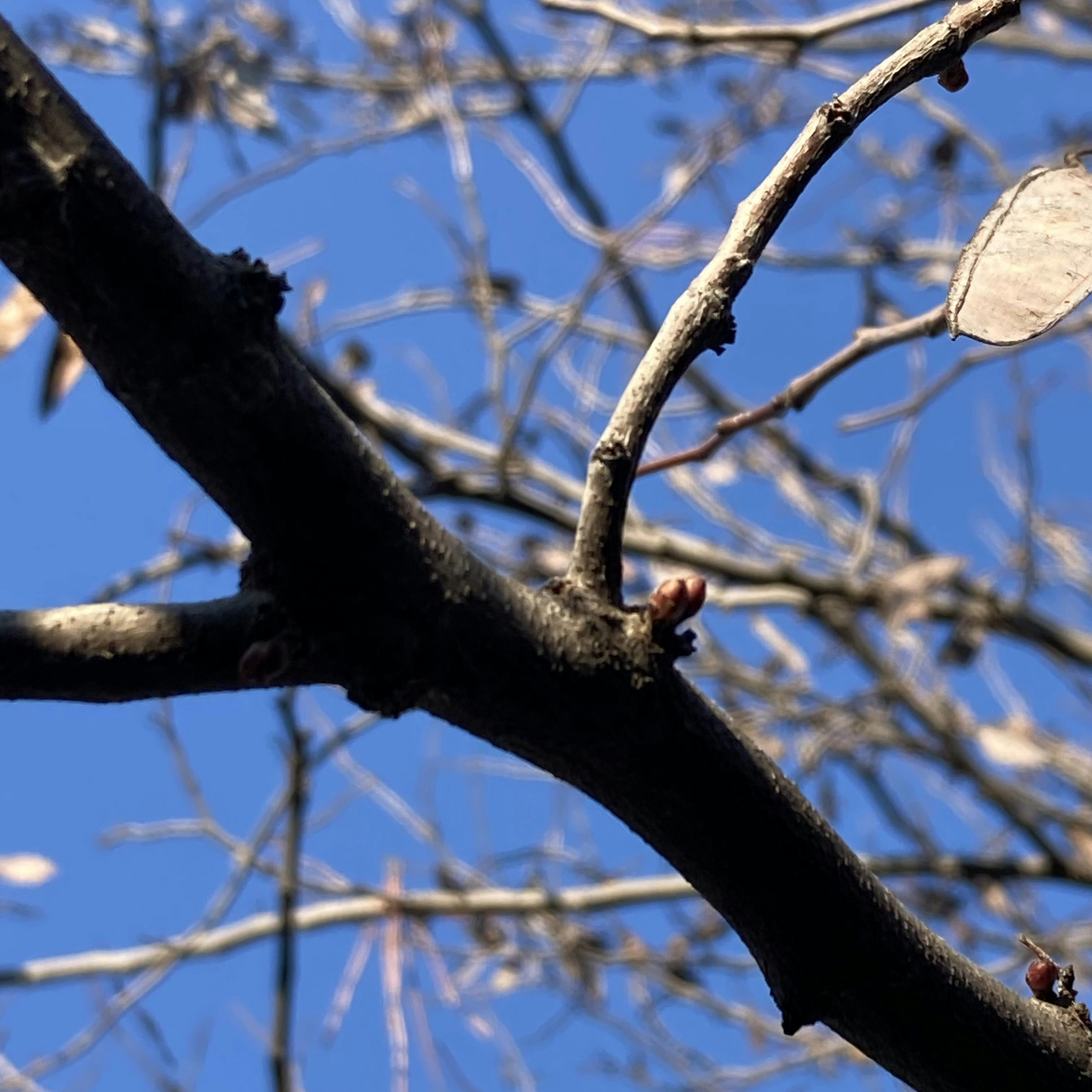 redbud tree branches in January closeup