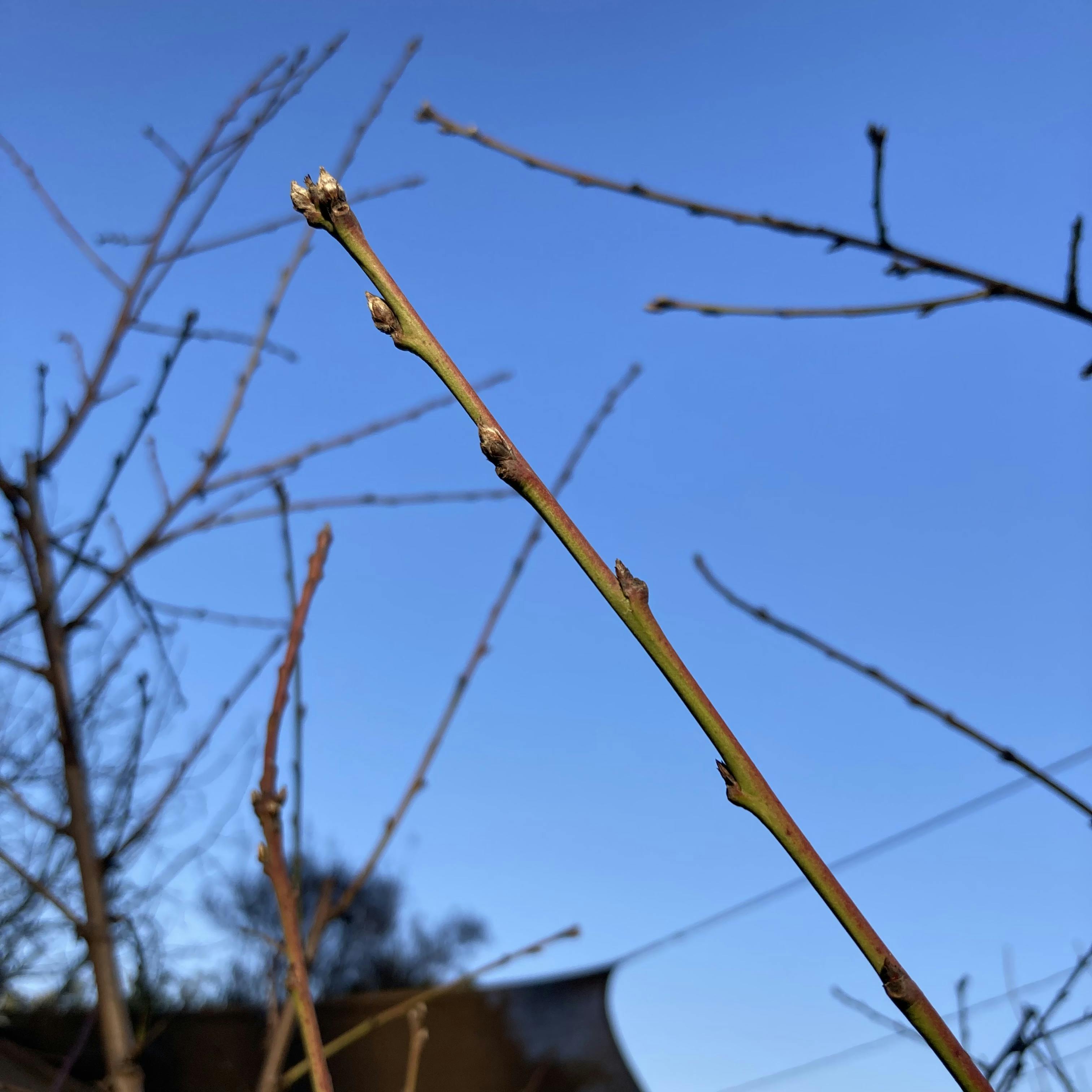 peach branch buds in January
