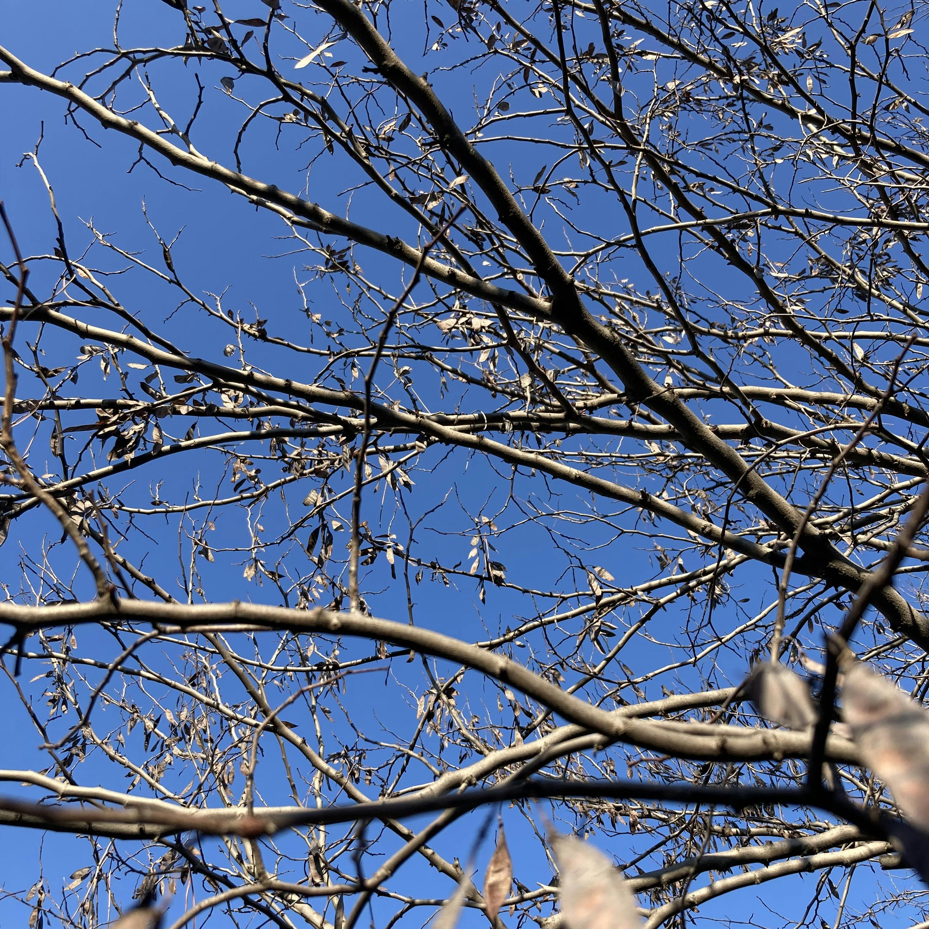 redbud tree branches in January