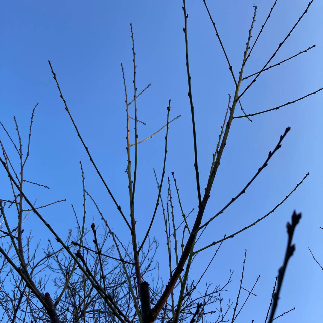 peach branches in January