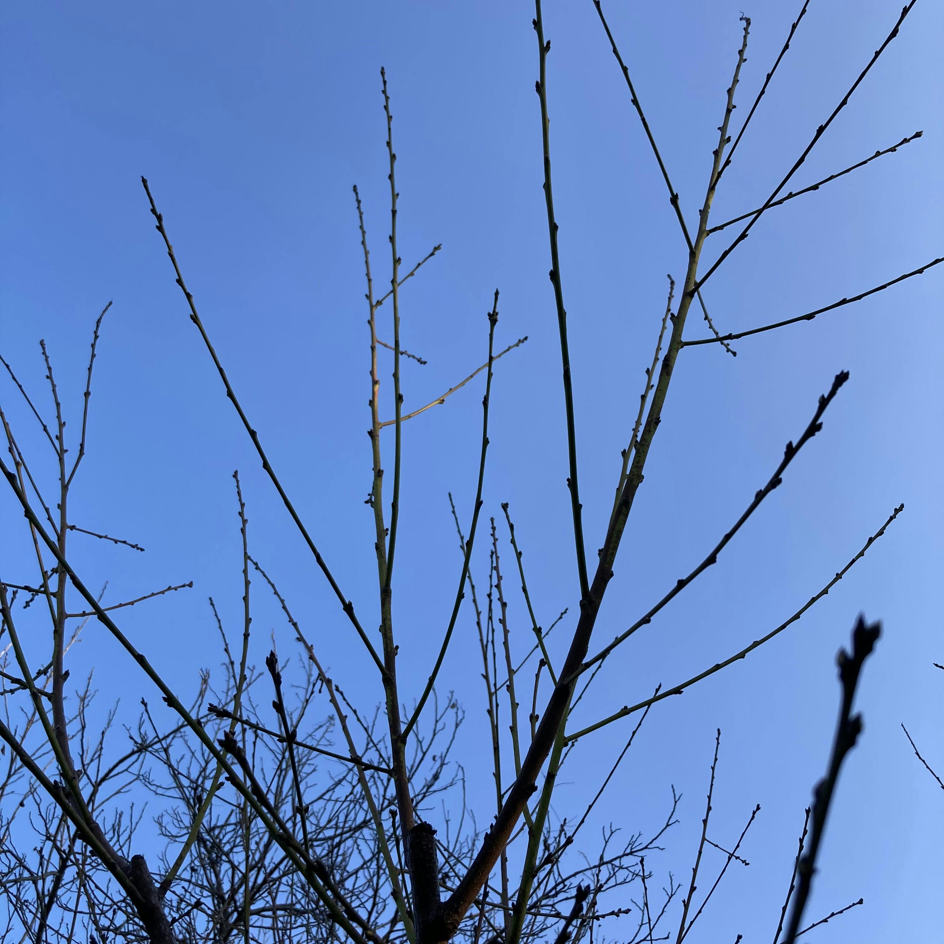 peach branches in January