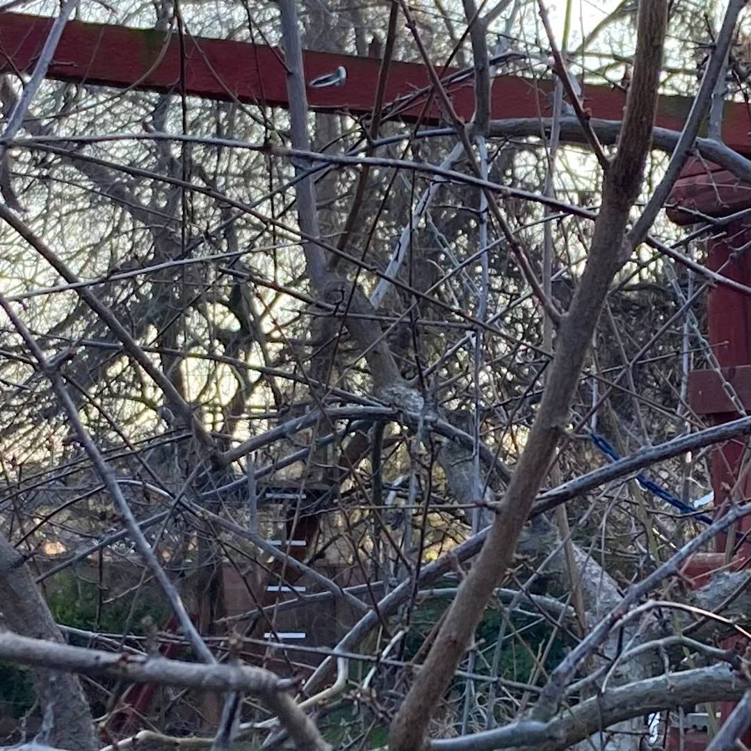 weeping plum branches in January