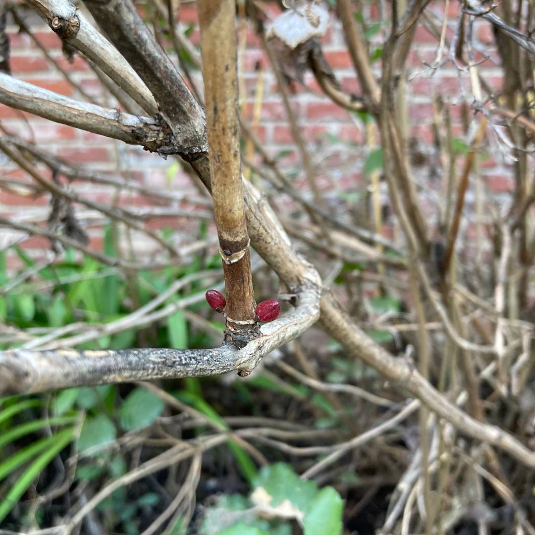 budding hydrangea stem in January