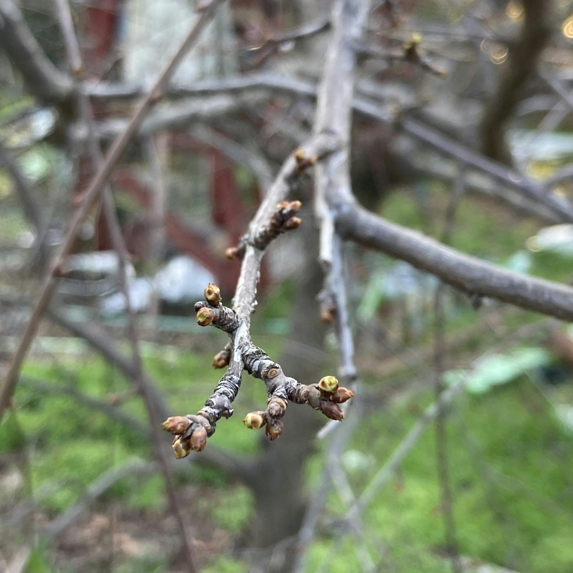 weeping plum buds in January