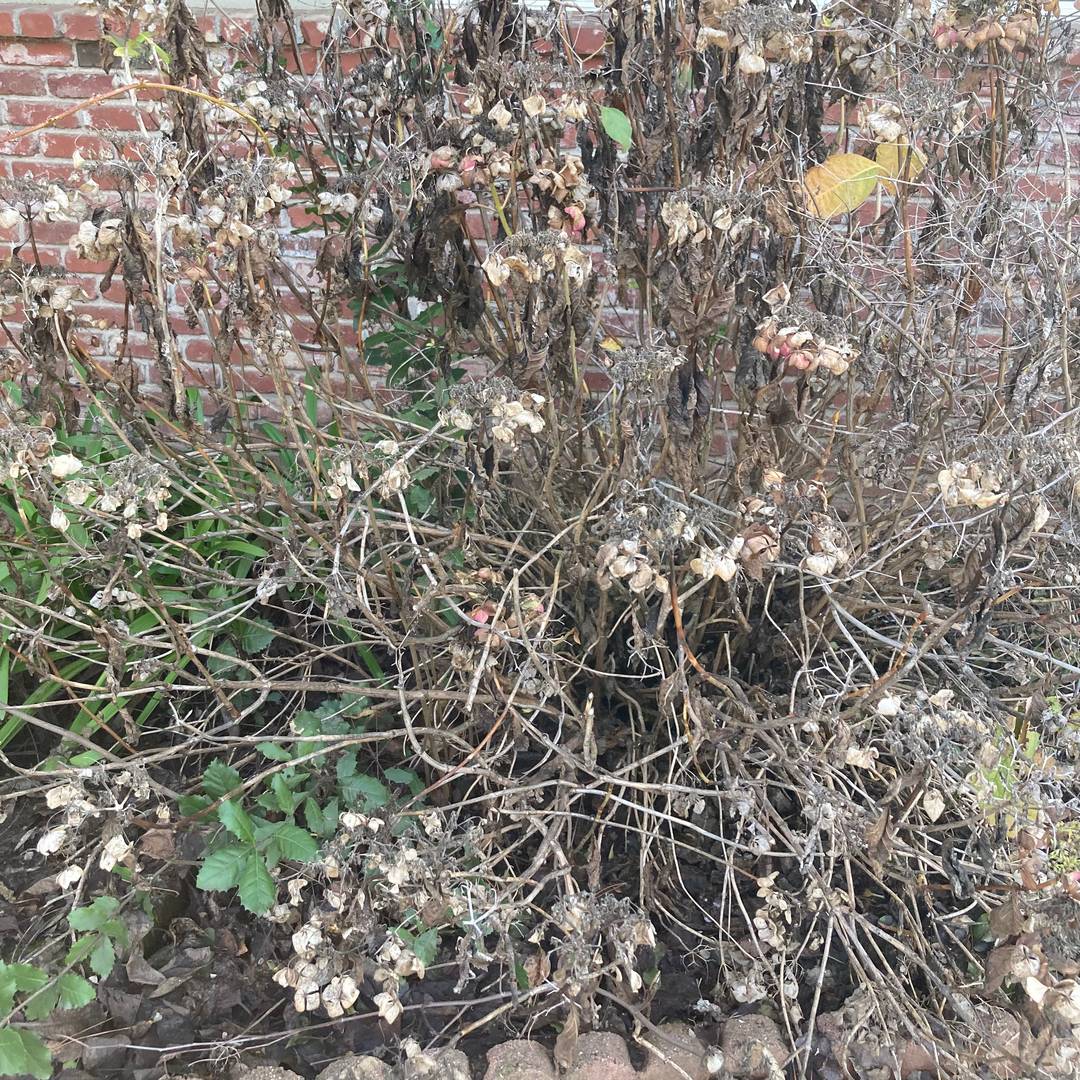 hydrangea in January