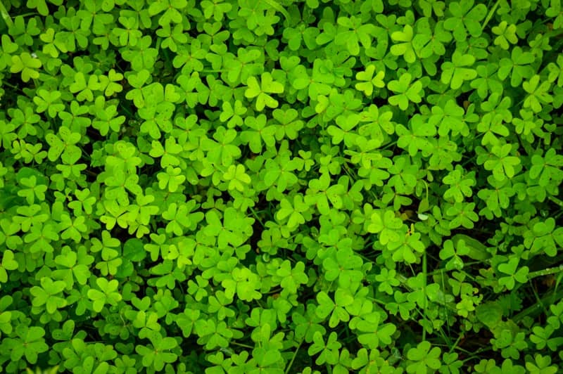 A close up of a green plant with lots of leaves