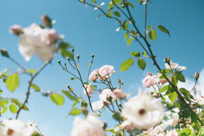 A bunch of flowers that are on a tree