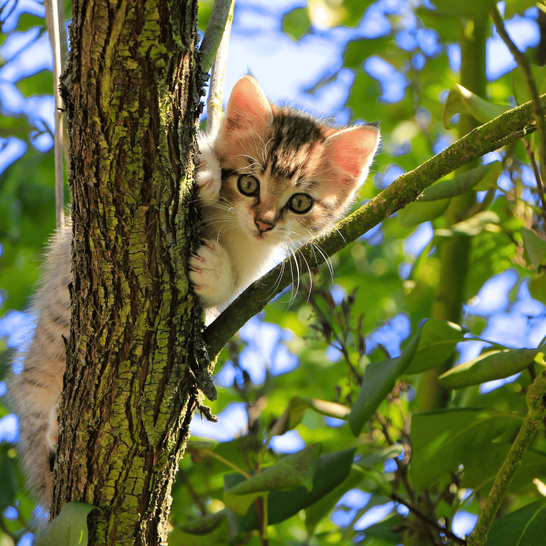 Kitten in a tree. Safe or stuck?