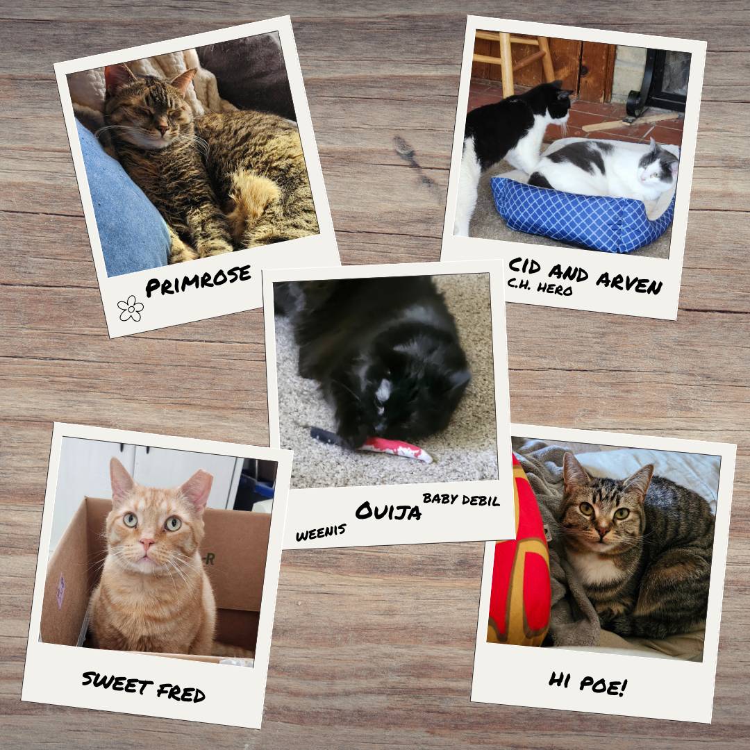 A collage of pictures of Kel's cats. A tabby named Primrose, two tuxedos named Cid and Arven, a black fluffy cat named Ouija, an orange cat with an ear tip named Fred, and a tabby with a white bib named Poe. Ouija is playing with a toy knife and Cid is wrestling his brother Arven for his bed.