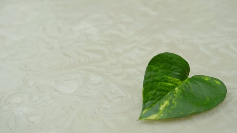A green heart shaped leaf laying on a white surface