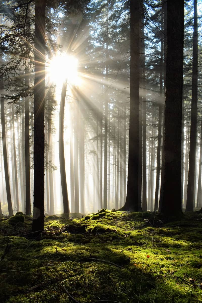 Sunbeams shine through a misty forest canopy.