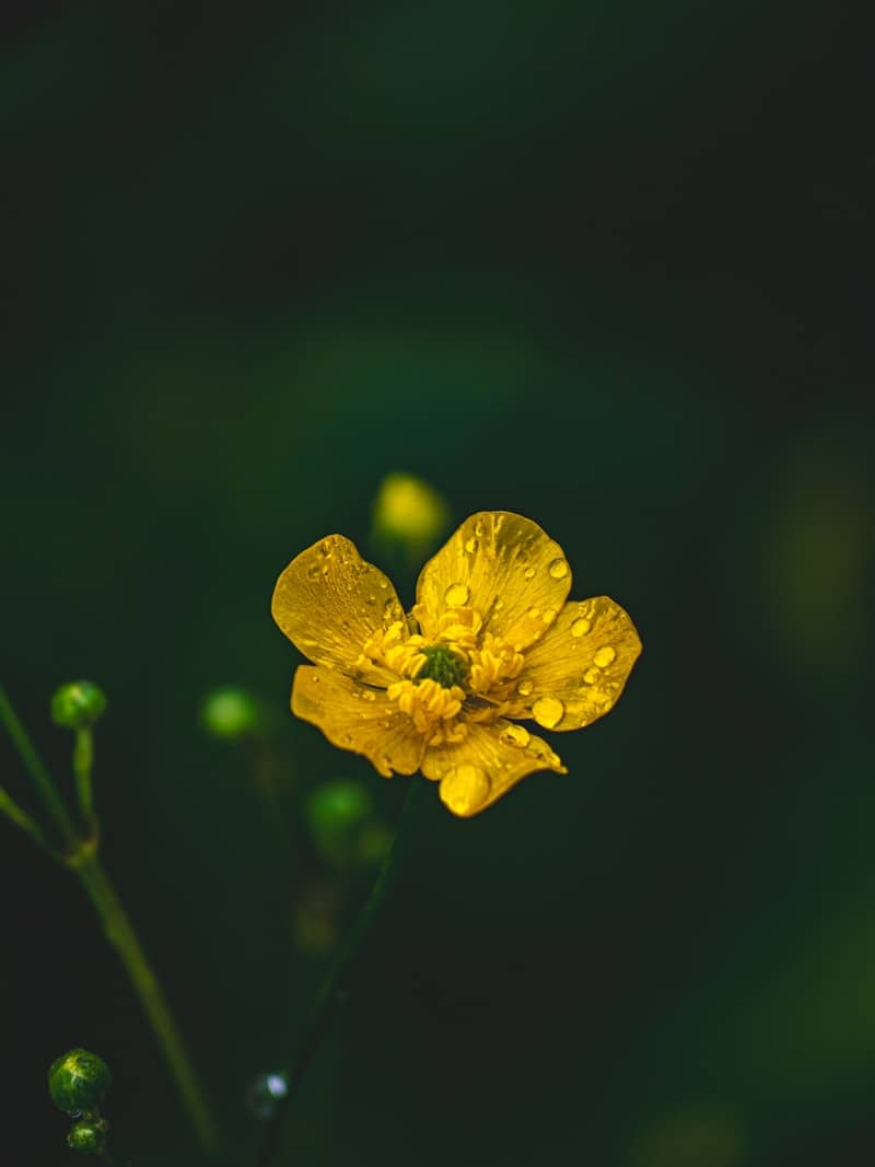 A yellow flower is covered in raindrops.
