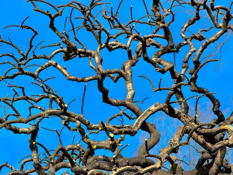Bare tree branches against a bright blue sky