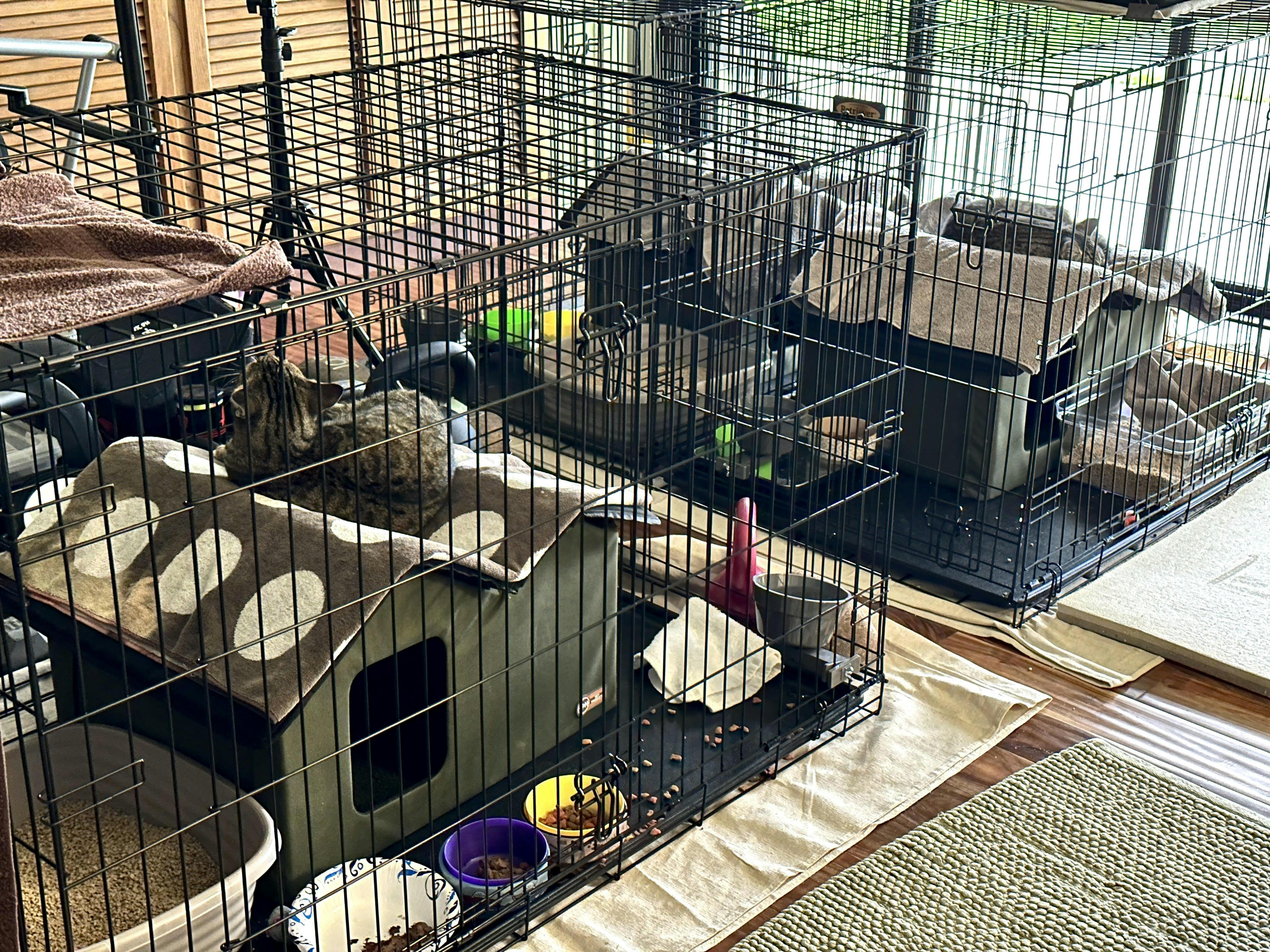 Photo of three large dog kennels, each with a gray tabby kitty.