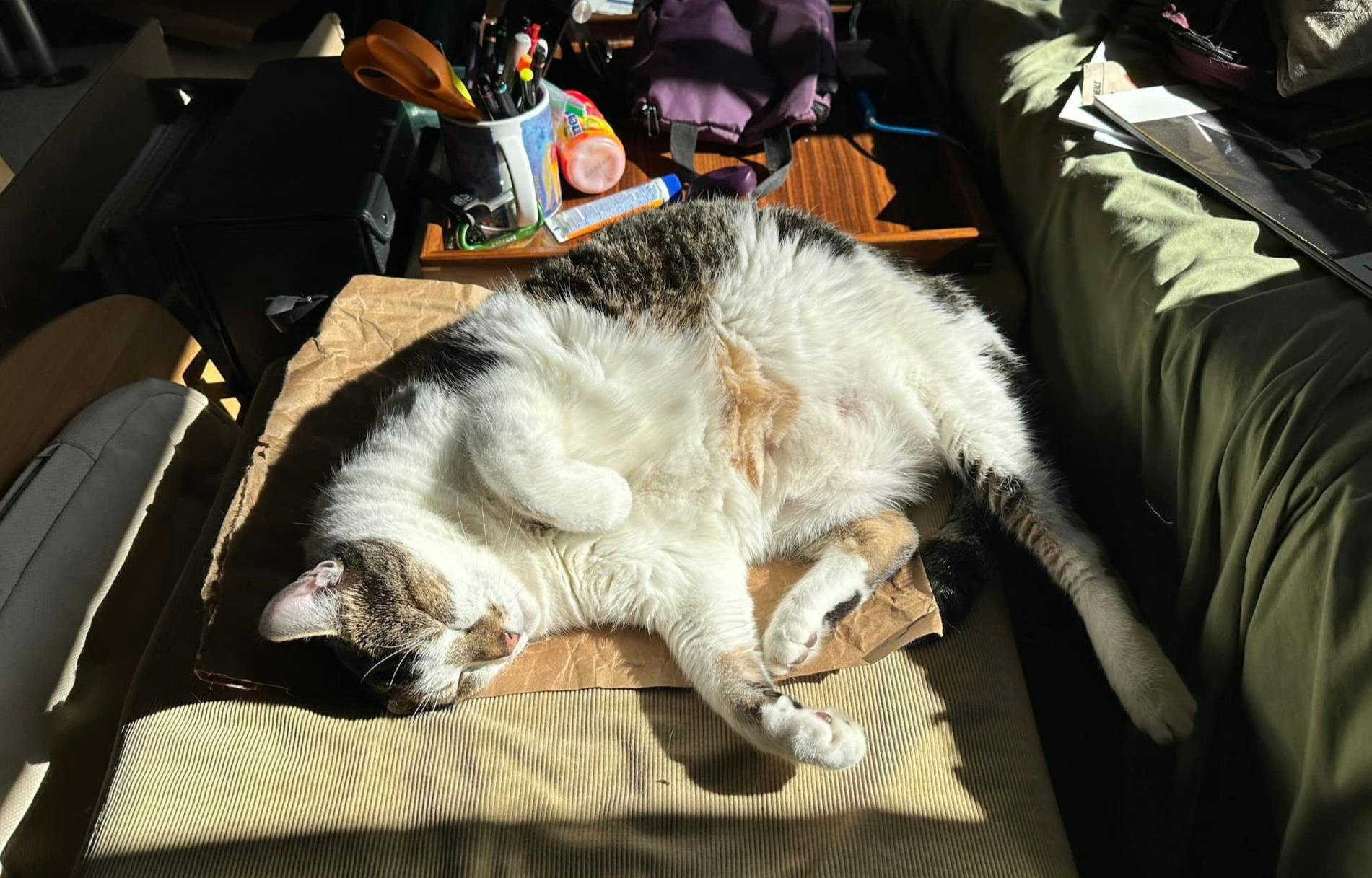 Charlie kitty spends cold winter days sleeping in a sunny spot near a south-facing window.