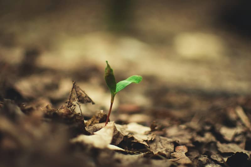 A close photo of a mulch-covered forest floor in dappled sunlight. A shoot with two tiny green leaves is sprouting up through the mulch.