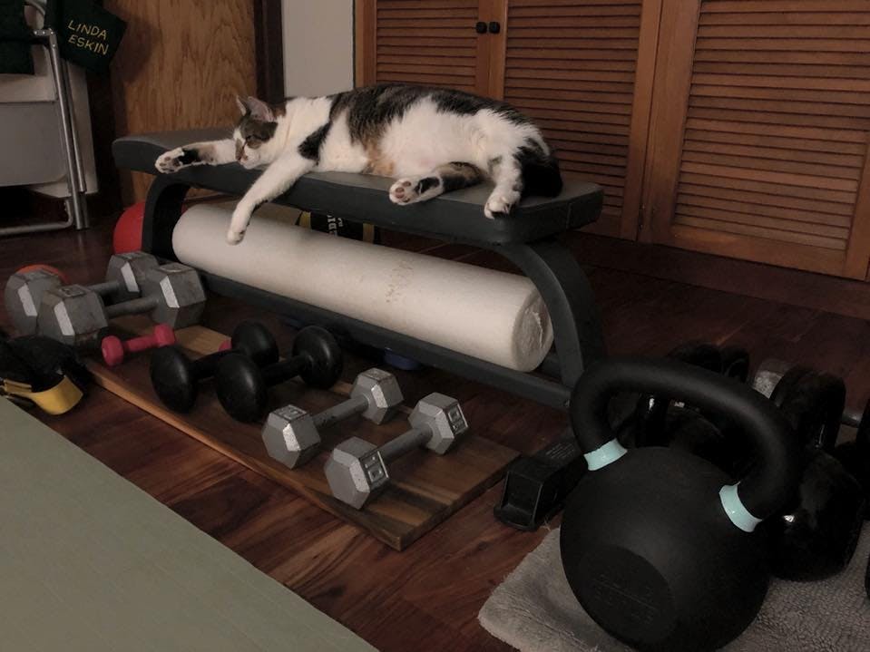 Charlie cat demonstrates proper use of a weight bench.