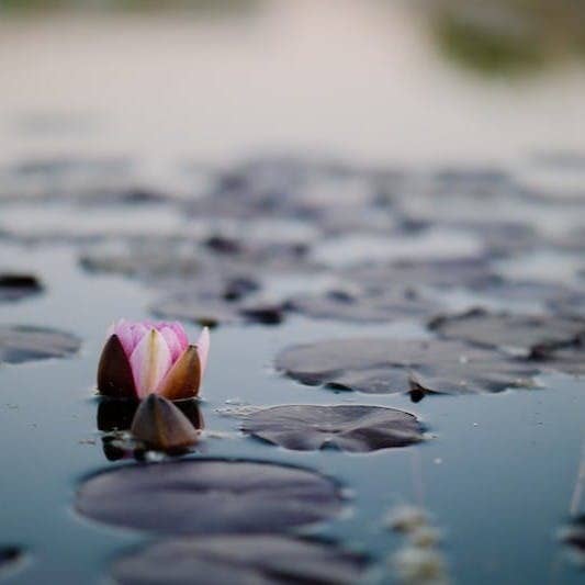 pink lotus flowers on pond