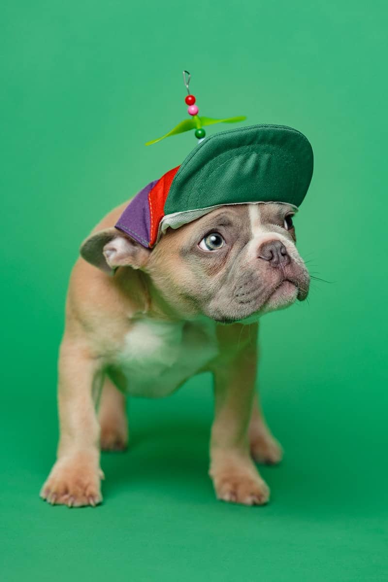 Cute puppy in a colorful cap looks curious.