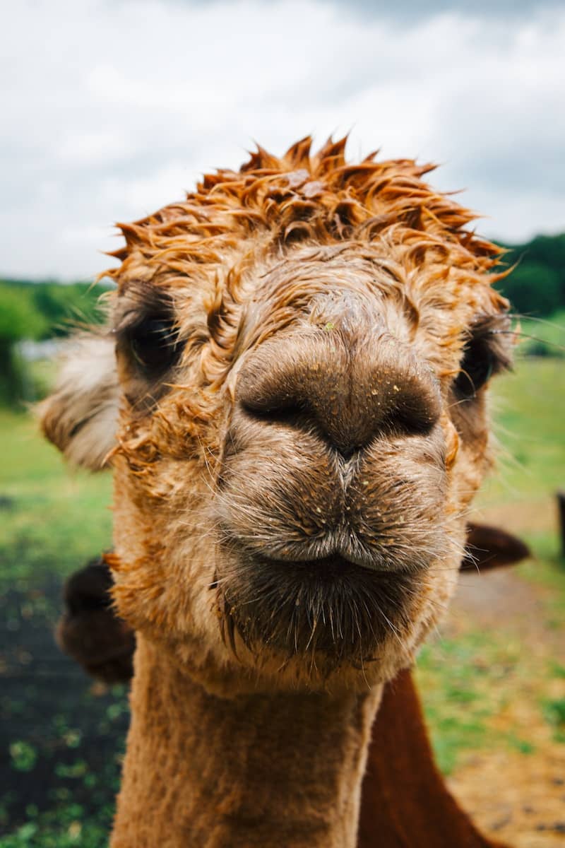 Close-up of a wet brown alpaca with fluffy fur