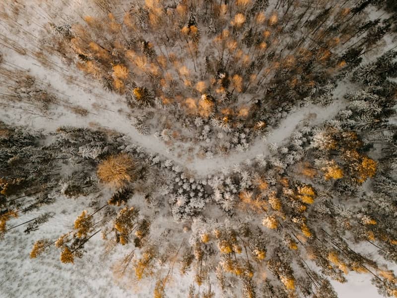 Aerial view of a snow-covered forest with golden trees.