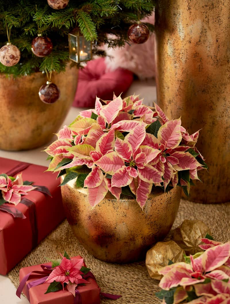 A bunch of christmas presents on a table