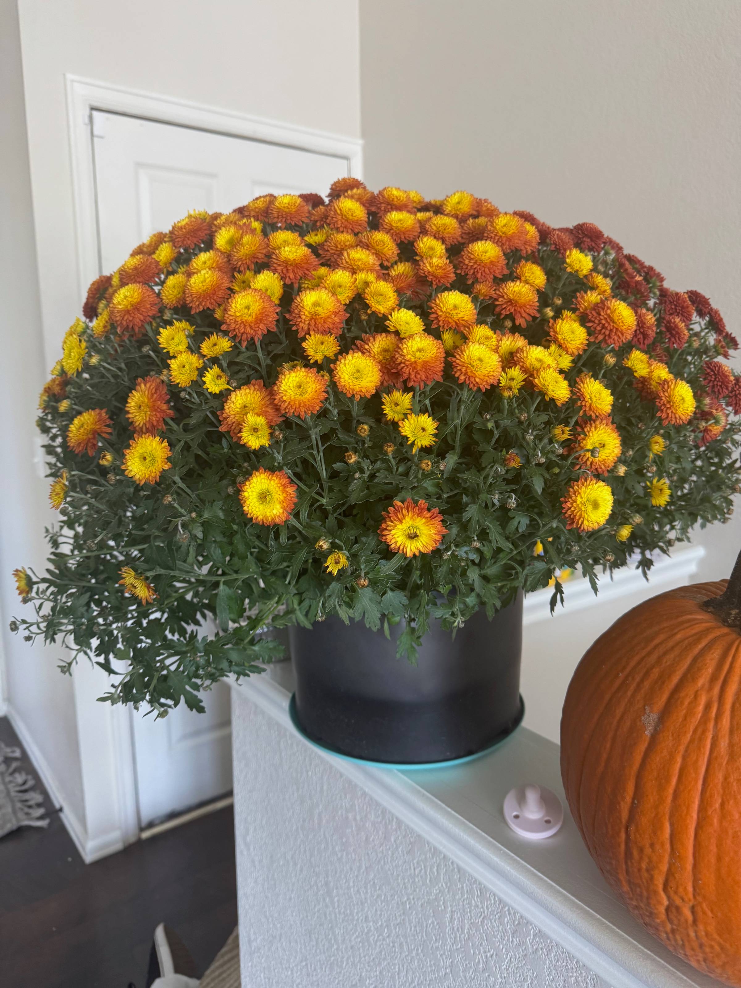 Fall Mums
