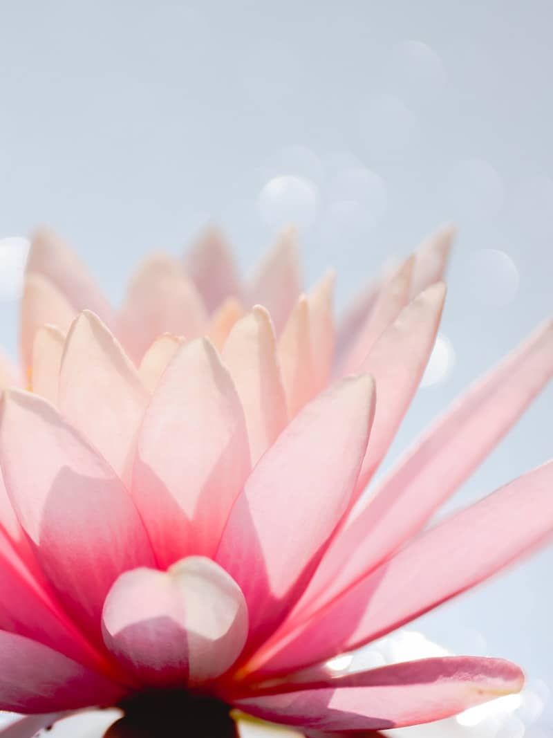 Close-up of a delicate pink water lily blooming.