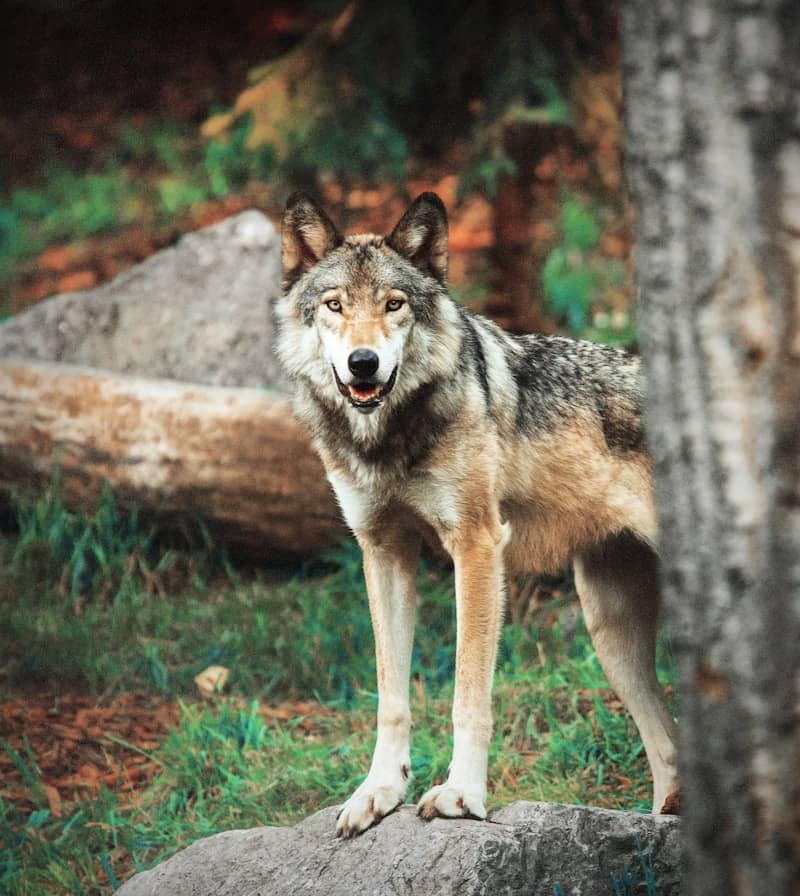 A wolf standing on a rock in a forest