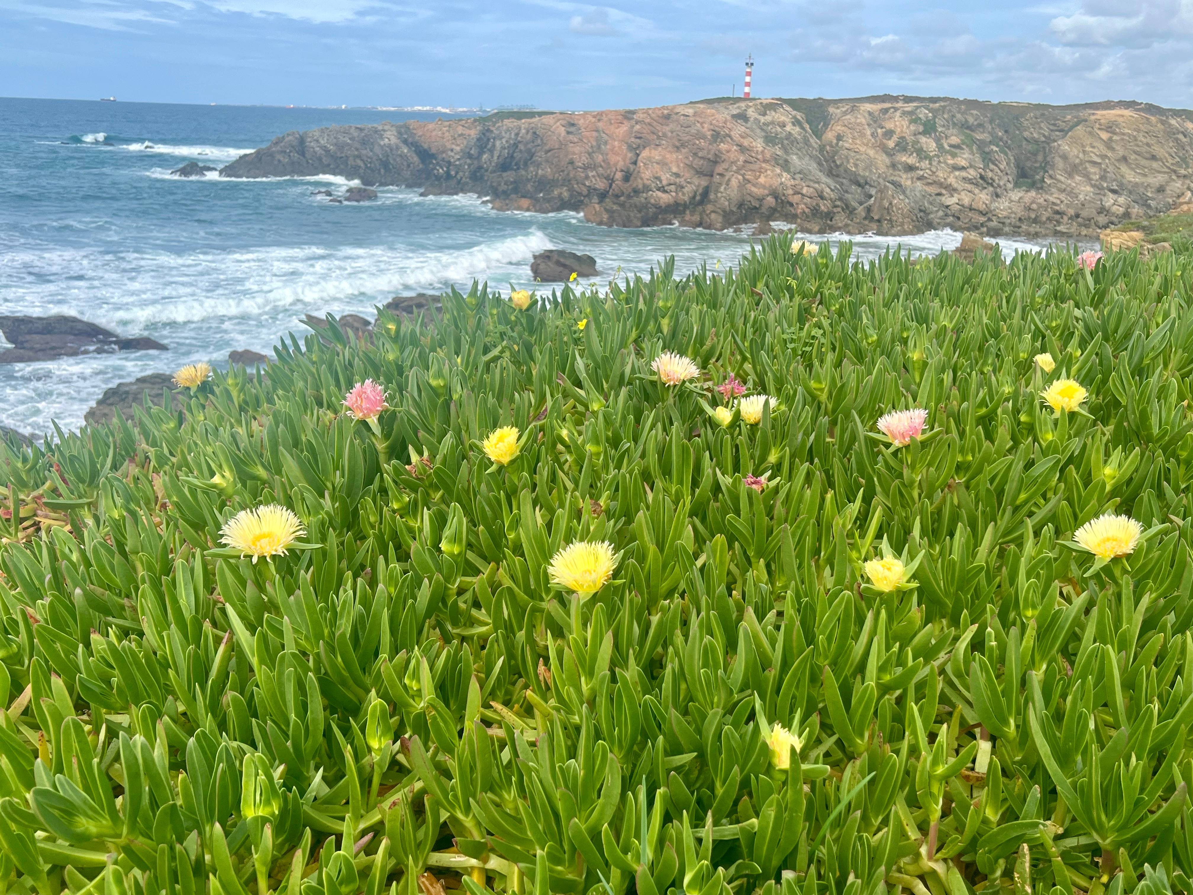 A field of flowers overlooking the ocean