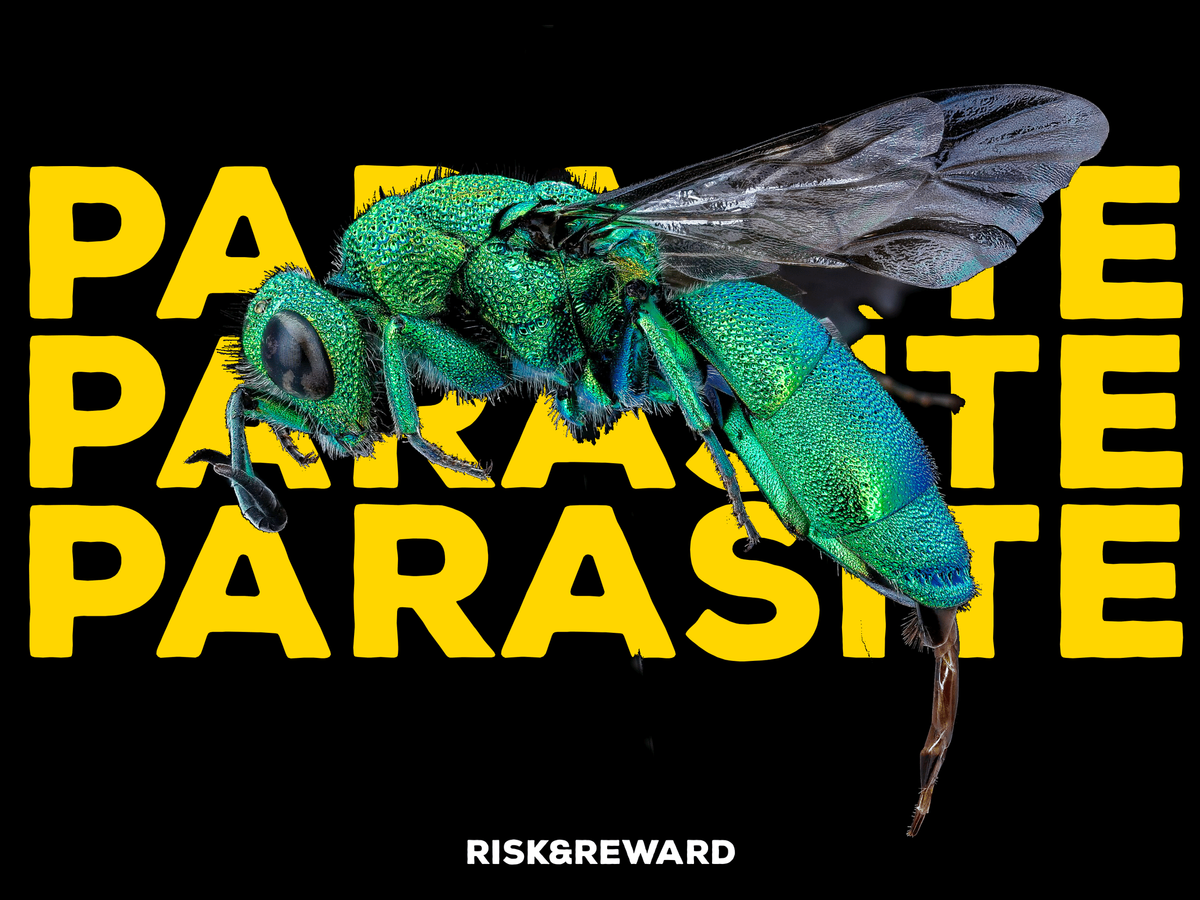 A Chrysididae, or ‘Cuckoo Wasp’