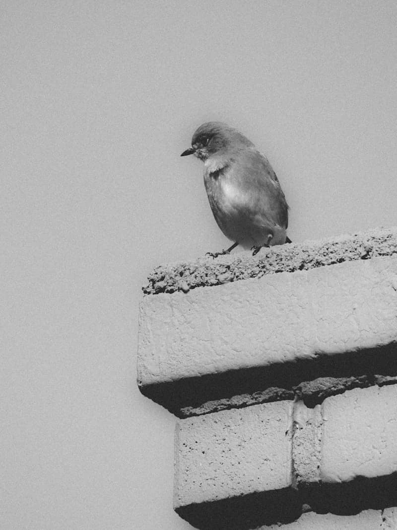 Black and white bird perching on a brick wall.