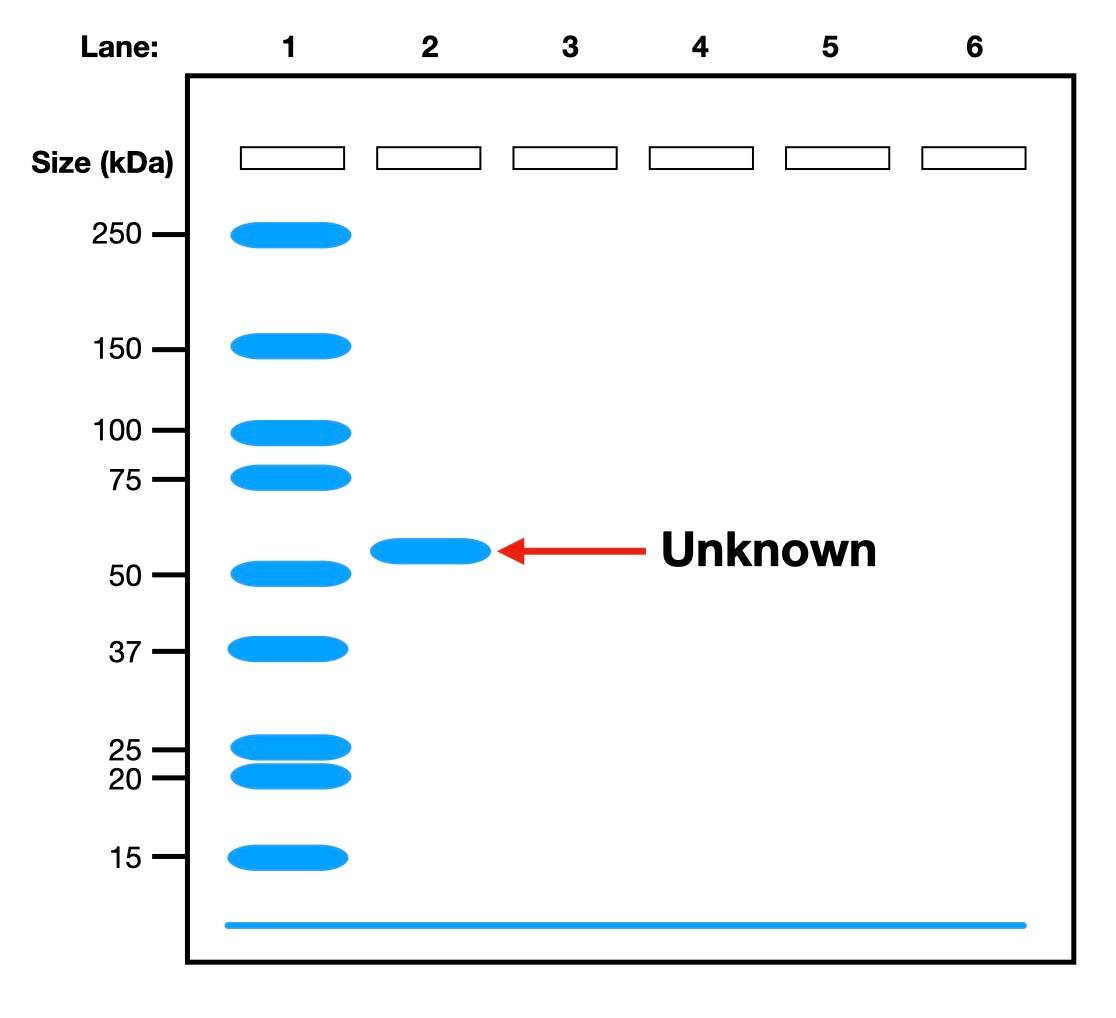 How to Determine Protein Size on an SDS-PAGE Gel | Step-by-Step Tutorial
