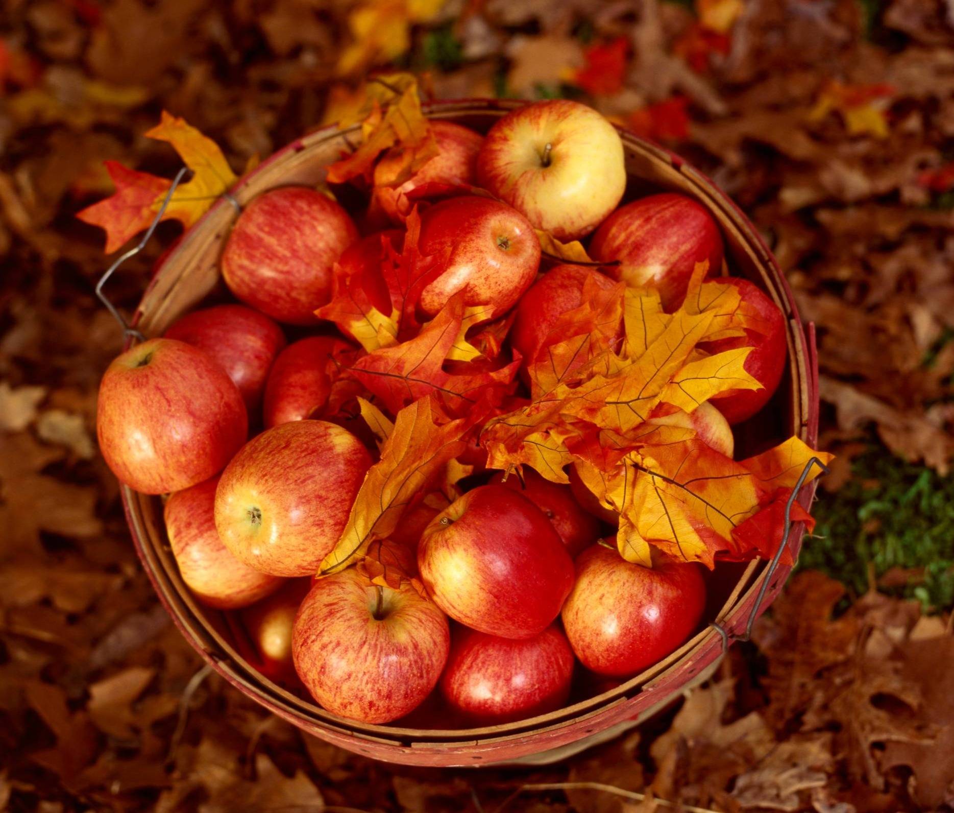 a basket of apples in amongst fallen autumn leaves