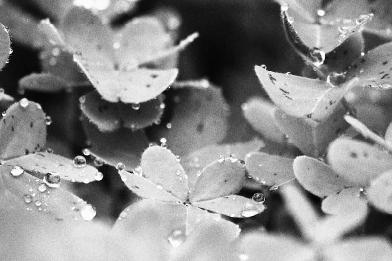 A black and white photo of leaves with water droplets