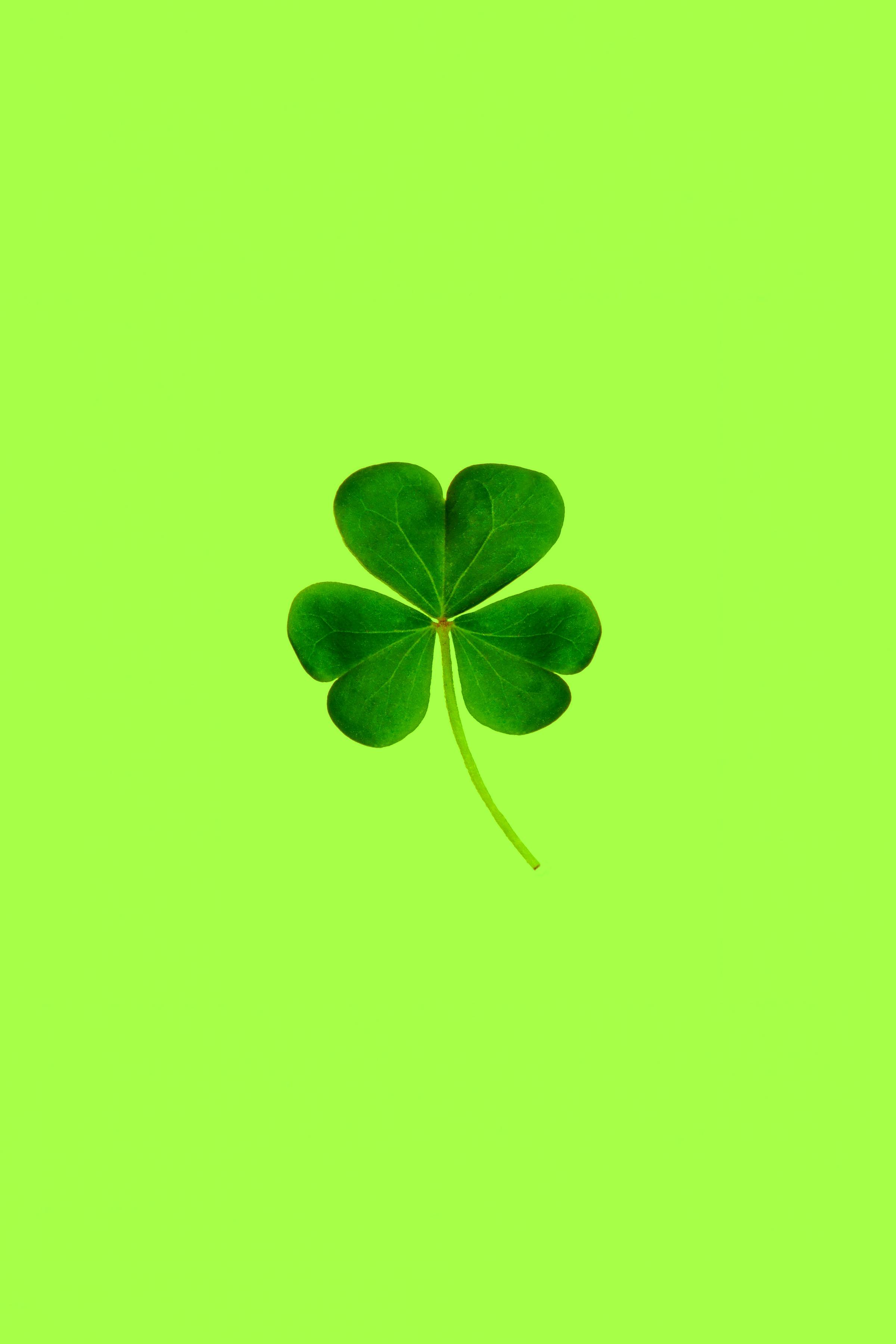 A four leaf clover by Allec Gomes on Unsplash