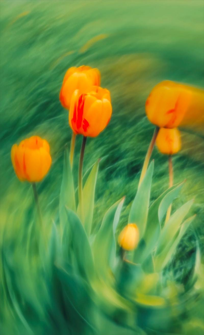 Orange tulips bloom amongst green grass.