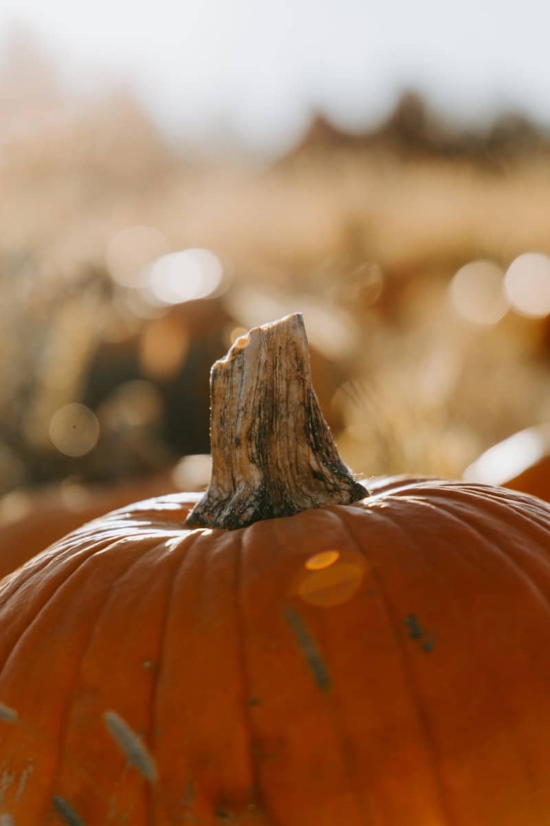 Close-up of a pumpkin stem in a field.